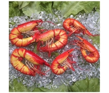 ARTIFICIAL PRAWN